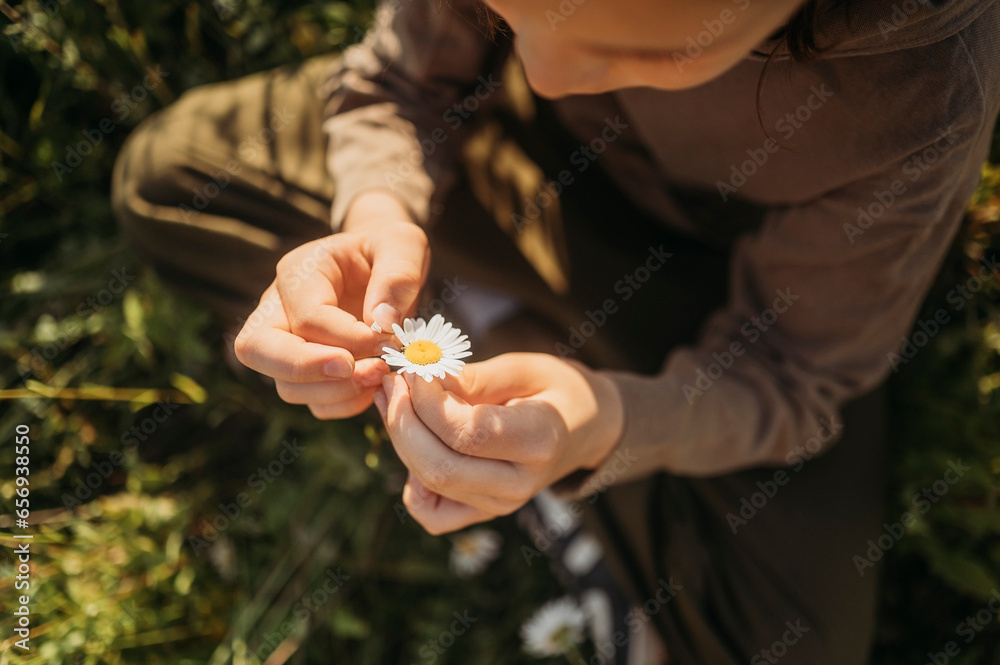 Hands of boy examining daisy in field Hands of boy examining daisy in field