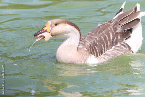 country goose swimming