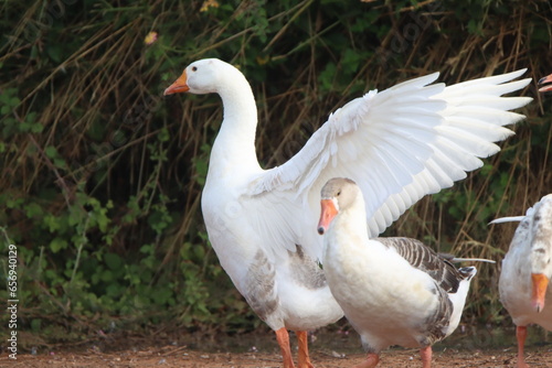 white goose on the grass