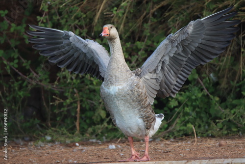 goose on the beach