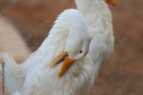 portrait of a goose