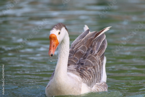 country goose swimming