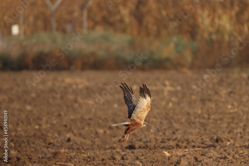 red tailed hawk