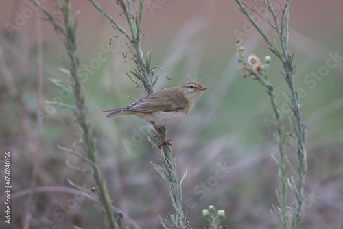 robin on the grass