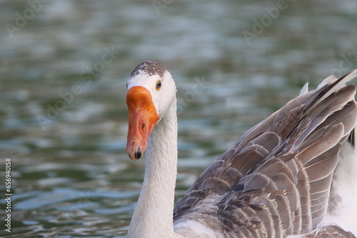 goose on the water