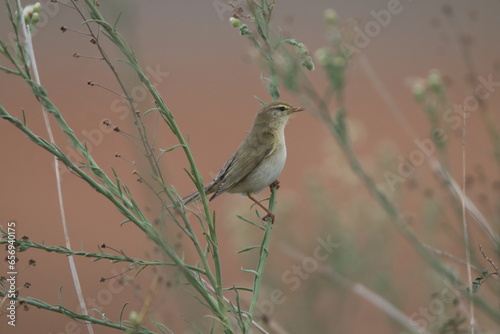 red backed shrike