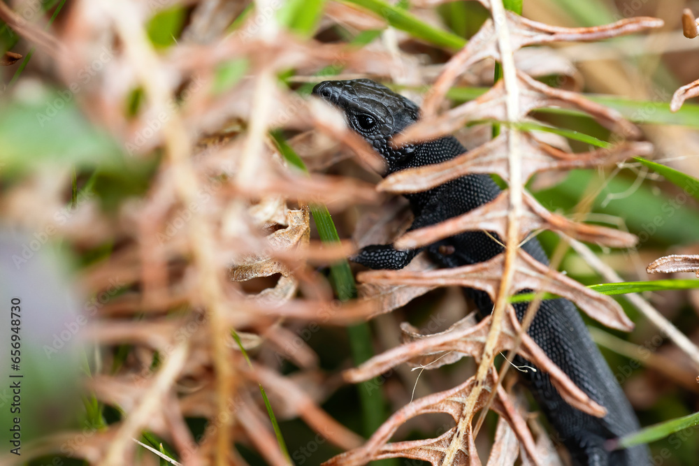 horizontal photograph of zootoca vivipara lizard hiding among ferns. copyspace