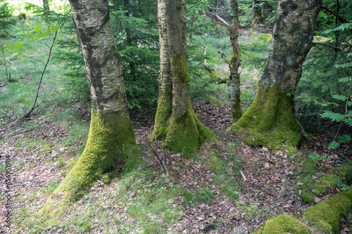 Trees in the forest overgrown with moss