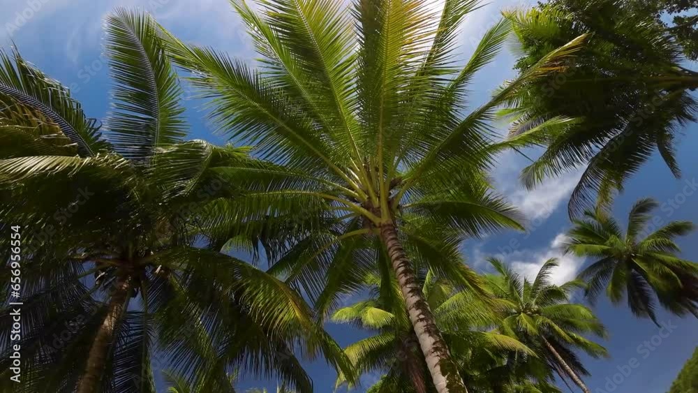 Low angle rotating coconut palm trees against blue sky, tropical paradise Low angle rotating coconut palm trees against blue sky, tropical paradise