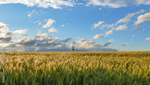 Getreidefeld unter blauem Himmel: Jägerhochsitz am Horizont