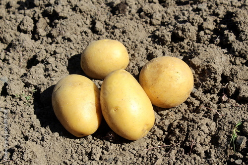 Four yellow potatoes lie on the ground.