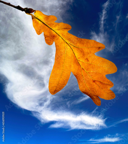 Close up of autumnal yellow oak leaf with beautiful natural pattern of textur...