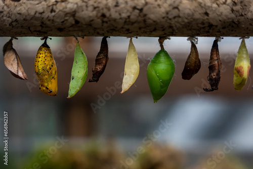 Row of cocoons hanging outdoors photo