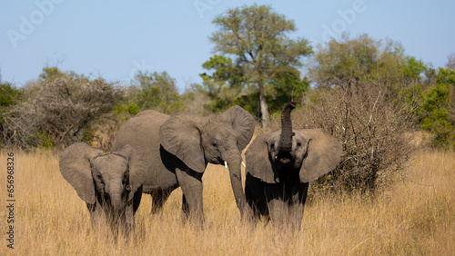 Young African elephants in the wild