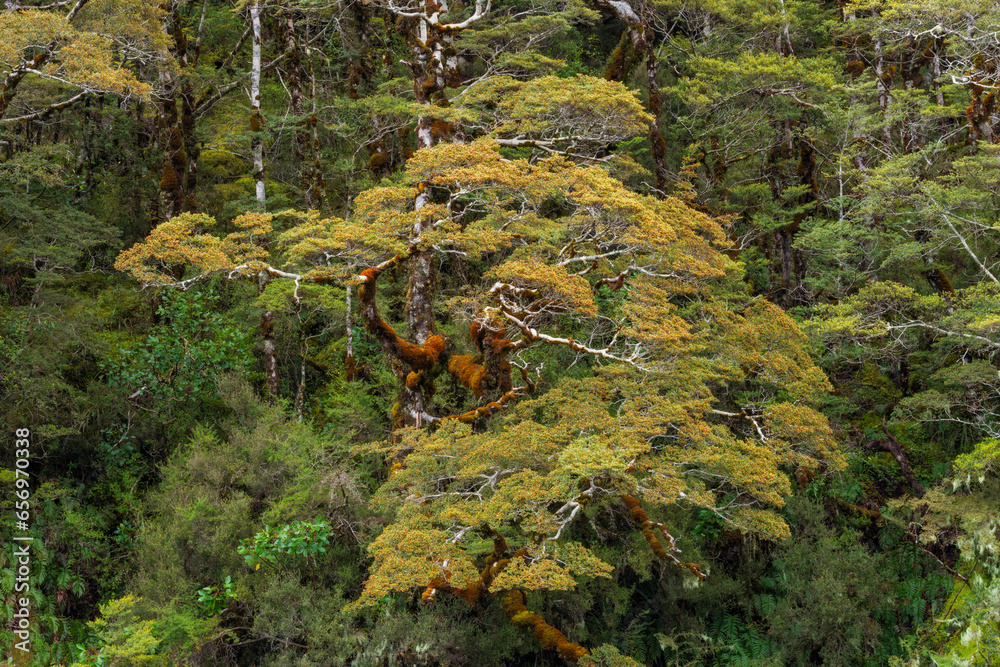 New Zealand, South Island New Zealand, Beech tree covered in lichen New Zealand, South Island New Zealand, Beech tree covered in lichen