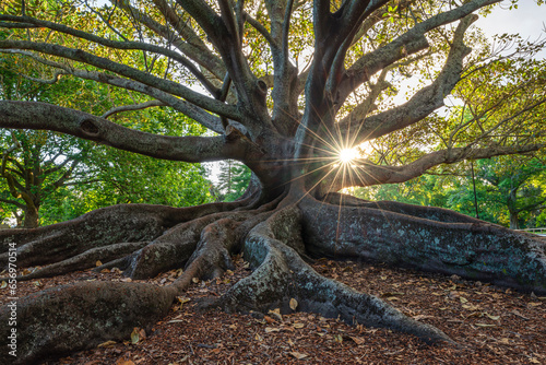 New Zealand, North Island New Zealand, Auckland, Moreton Bay Fig (Ficus Macrophylla) in Auckland Domain