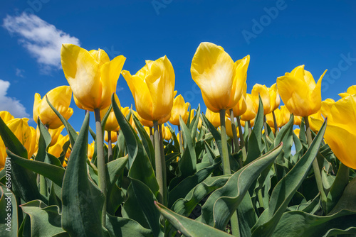 Yellow tulips blooming in field