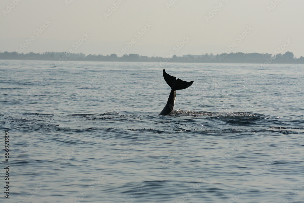 Fototapeta premium Delfini a mare che saltano e si immergono