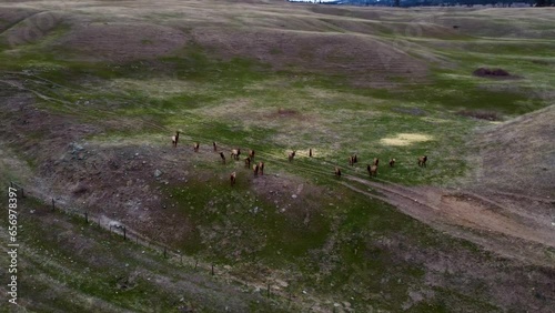 Large Herd of Elk Migrating and Grazing in an open field. Hunting Season, During Rut Mating Season. 4K Aerial Drone Shot. British Columbia, Canada. photo