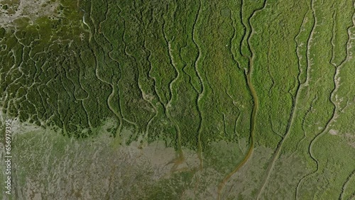 Abstract patterns of watercourses in green Slikken van Voorne river delta, drone photo