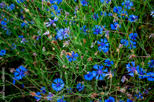 Wonderful blooming of Blue cornflowers on green background