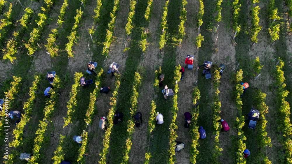 Aerail view Grape picking, grape harvesting, Farmers and workers collect ripe bunches of red grapes and throw them into the tractor trailer, Wine industry, High quality 4k footage