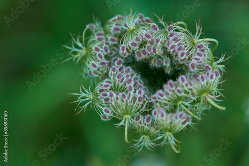 Canvastavla Wilde Möhre (Daucus carota subsp. carota)