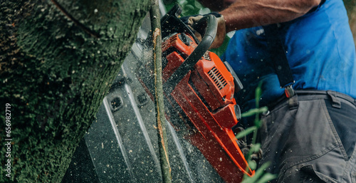 Lumberjack cutting tree trunk with chainsaw in forest photo