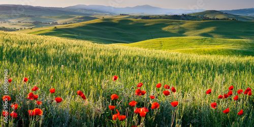 Italy, Tuscany, Siena, Poppies blooming in Val d'Orcia photo