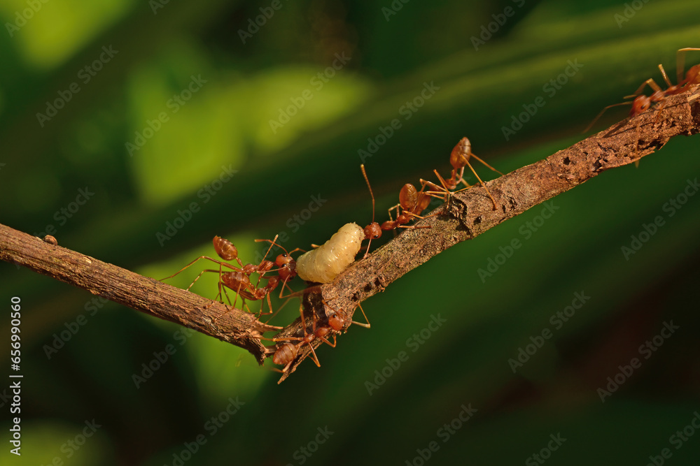photo of red ants working together to bring white maggots
