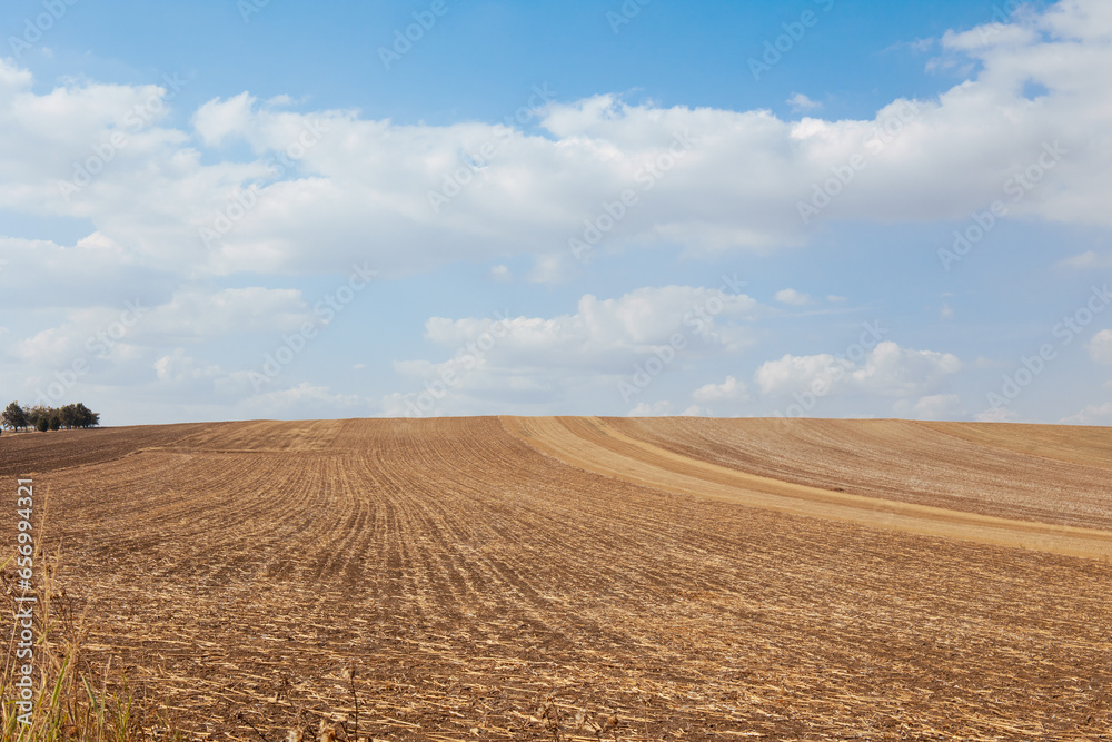 landscape with a field, field of wheat with blue sky,  farming and agriculture concept