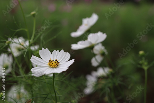秋の花