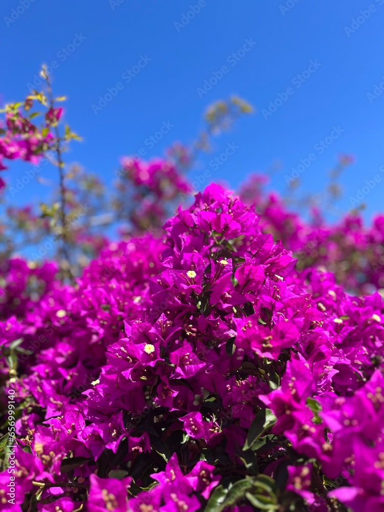 Naklejka premium blooming bush with tender purple flowers