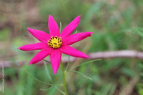 秋の花