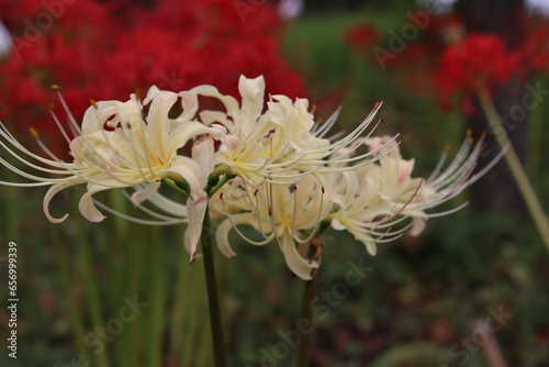 秋の花