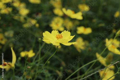 秋の花