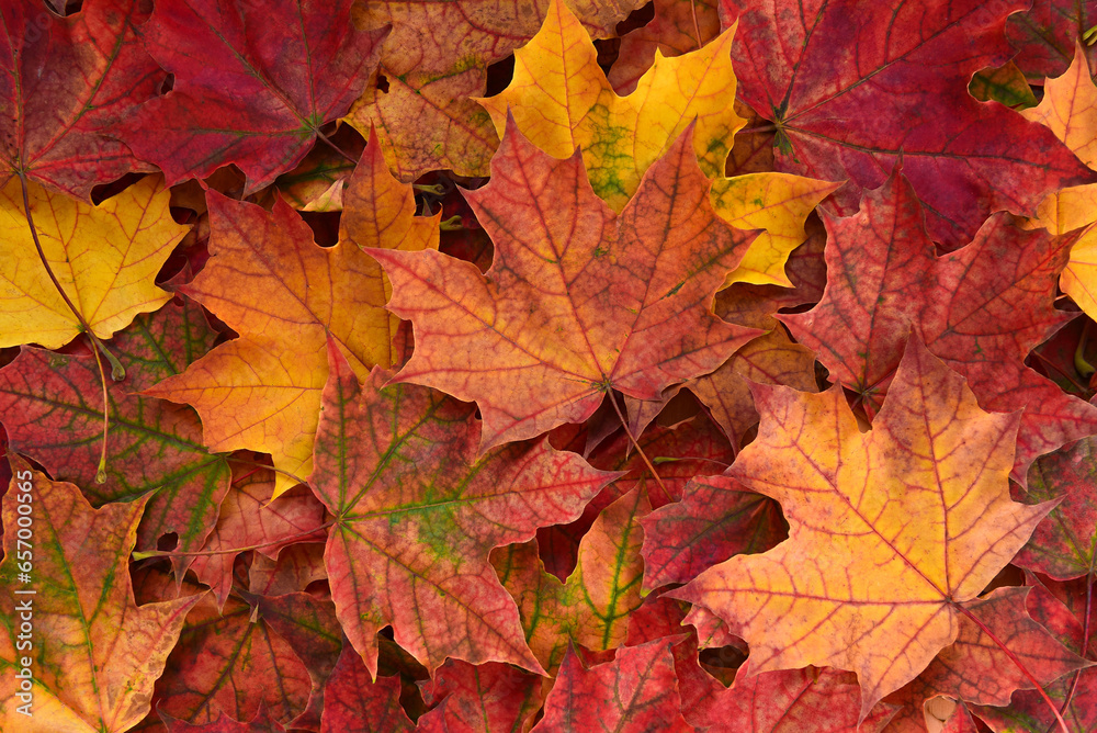 Autumn background of red fallen maple leaves.