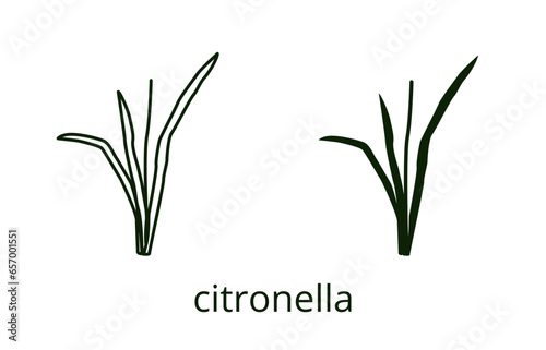 Citronella icon, line editable stroke and silhouette