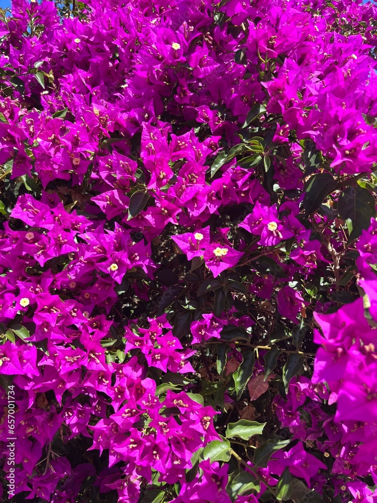 Fototapeta premium blooming bush with tender purple flowers