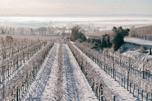 Winterliche Weingärten photo