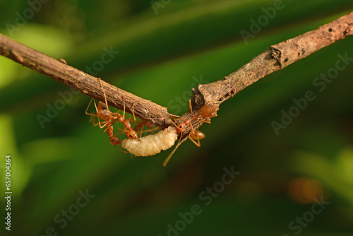 photo of red ants working together to bring white maggots