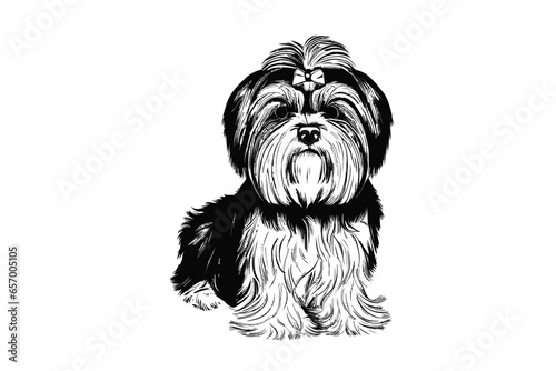 Cute Havanese Charm: An Image of the Adorable Havanese Dog