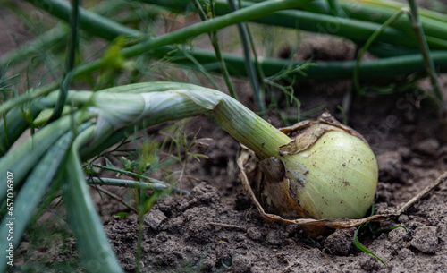 CIPOLLA  BULBO DI CIPOLLA  AGRUCULTURA  TERRA  VERDE CAMPO
