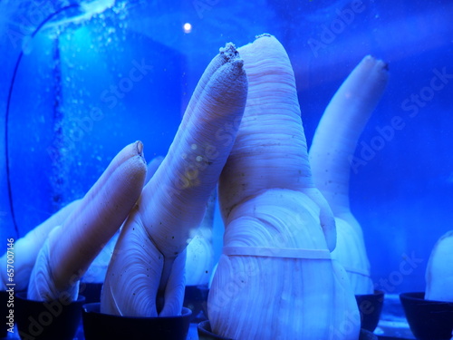 Geoducks in the water tank