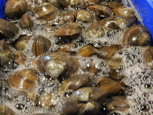 Swan mussels in the water tank