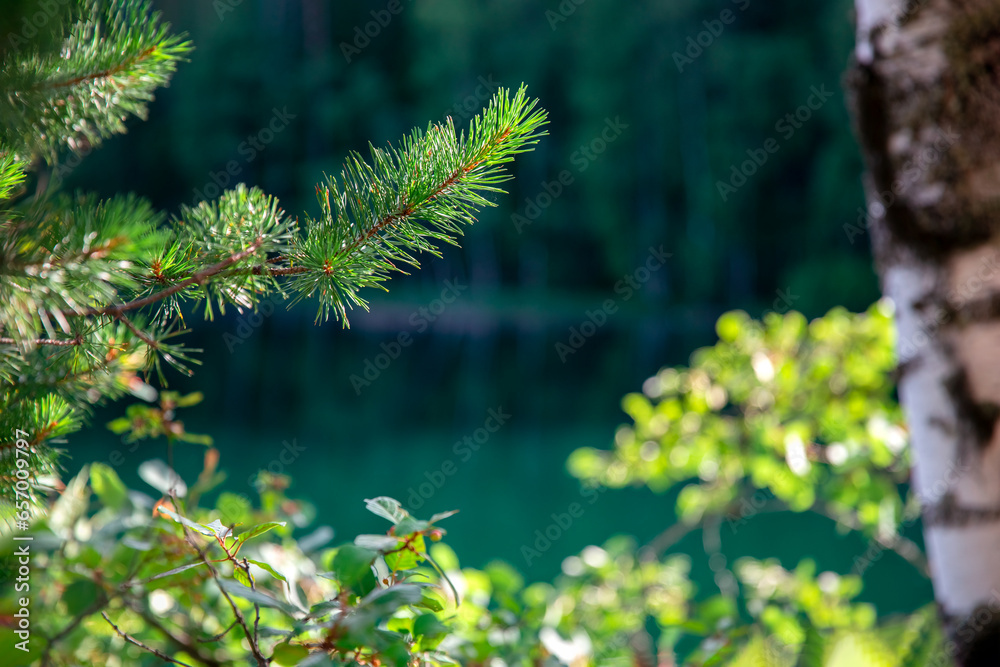 Pine branches on the background of the lake. Shallow depth of field. Background for the site. Empty space for text