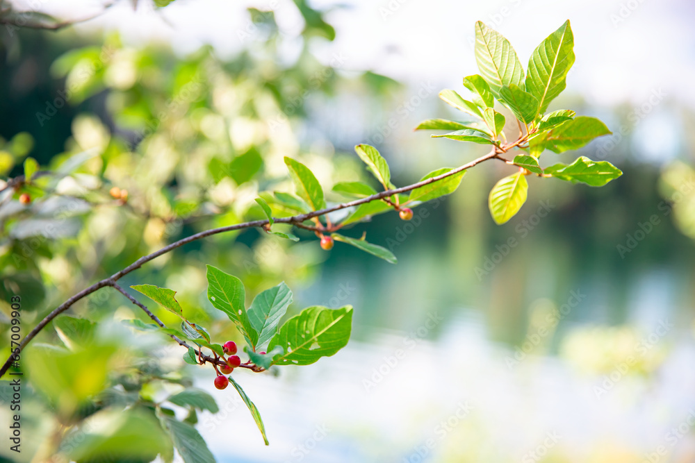 Beautiful nature background with green leaves on a tree branch by the ...