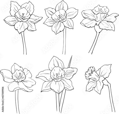 Set of narcissus flowers.Linear drawing.For use in packaging design for cosmetics, perfumes and feminine hygiene products. For printing coloring books, packaging, printing on dishes and other purposes