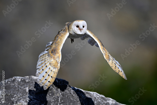 Schleiereule // Barn owl (Tyto alba) photo