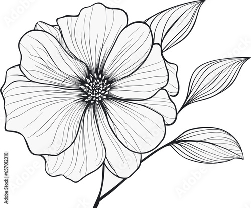 This is a realistic line drawing of a flower in vector format. The flower is drawn with thin  delicate lines that capture the beauty and detail of the petals. The file is high-quality and can be scale
